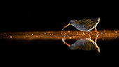 Ralline. Water Rail (Rallus aquaticus) in a lake at night. Slovakia