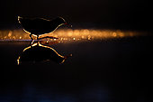 Râle d'eau (Rallus aquaticus) au bord d'un un lac au crépuscule, Slovaquie