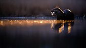 Breakfast. European otter (Lutra lutra )at the edge of water in a very cold morning. Slovakia