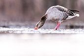 Goose. Greylag Goose (Anser anser) eating. Slovakia