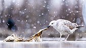 Snowing. Seagull (Larus sp) immature eating in snow . Slovakia