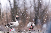 Snowing. Greylag Goose (Anser anser) int the snow. Slovakia