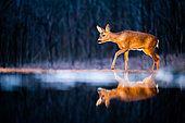 Roe. Roe deer (Capreolus capreolus) at the edge of water, Slovakia