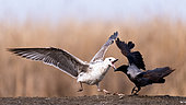 Fight. Seagull (Larus sp) facing Hooded Crow (Corvus cornix). Slovakia