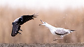 Goéland immature (Larus sp) et Corneille mantelée (Corvus cornix) se battant pour les restes d'un poisson, Slovaquie