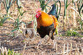 Domestic chickens in an enclosed garden, Territoire de Belfort, France