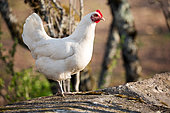Domestic chicken on a wall of an enclosed garden, Territoire de Belfort, France