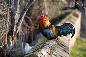 Domestic chicken on a wall of an enclosed garden, Territoire de Belfort, France
