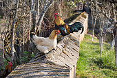Domestic chickens on a wall of an enclosed garden, Territoire de Belfort, France