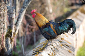Domestic chicken on a wall of an enclosed garden, Territoire de Belfort, France