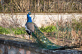 Indian Peafowl (Pavo cristatus) male on a wall of an enclosed garden, Territoire de Belfort, France