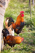 Domestic chickens in an enclosed garden, Territoire de Belfort, France
