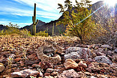 Eastern Diamondback rattlesnake (Crotalus atrox), Arizona, USA. Controlled conditions.