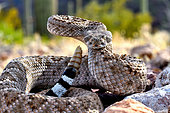 Eastern Diamondback rattlesnake (Crotalus atrox), Arizona, USA. Controlled conditions.