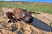 Rio Fuerte beaded lizard Venomous (Heloderma horridum exasperatum). S Sonora, SW Chihuahua, N Sinaloa, Mexico, No in natural setting.