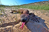 Rio Fuerte beaded lizard Venomous (Heloderma horridum exasperatum). S Sonora, SW Chihuahua, N Sinaloa, Mexico, No in natural setting.