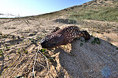 Rio Fuerte beaded lizard Venomous (Heloderma horridum exasperatum). S Sonora, SW Chihuahua, N Sinaloa, Mexico, No in natural setting.