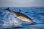 Dolphin (Delphinus delphis) is jumping out at high speed out of the water, False Bay, South Africa