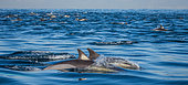 Dolphins (Delphinus delphis) are jumping out at high speed out of the water, False Bay, South Africa