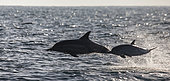 Dolphins (Delphinus delphis) are jumping out at high speed out of the water, False Bay, South Africa