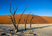 Dry beautiful trees on the background of the dunes with a beautiful texture of sand and blue sky. Sossusvlei. Namib-Naukluft National Park. Landscapes of Namibia. Africa