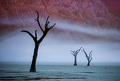 Dead acacia trees on the background of sand dunes and stripes ofmorning fog. A very rare natural phenomenon for these places. Stunning light, color and shape. Africa. Landscapes of Namibia. Sossusvlei. Deadvlei. Namib-Naukluft National Park.
