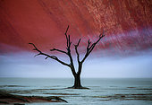 Dead acacia tree on the background of sand dunes and stripes of morning fog. A very rare natural phenomenon for these places. Stunning light, color and shape. Sossusvlei. Deadvlei. Namib-Naukluft National Park. Landscapes of Namibia. Africa.