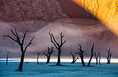 Dead acacia trees on the background of sand dunes and stripes of morning fog. A very rare natural phenomenon for these places. Stunning light, color and shape. Sossusvlei. Deadvlei. Namib-Naukluft National Park. Landscapes of Namibia. Africa.