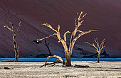 Dry beautiful trees on the background of the dunes with a beautiful texture of sand. Sossusvlei. Namib-Naukluft National Park. Landscapes of Namibia. Africa.