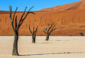 Dry beautiful trees on the background of a beautiful dune and blue sky. Stunning light and color. Sossusvlei. Namib-Naukluft National Park. Landscapes of Namibia. Africa.