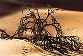 Dry beautiful tree on the background of the dunes with a beautiful texture of sand. Sossusvlei. Namib-Naukluft National Park. Landscapes of Namibia. Africa.