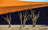 Dry beautiful trees on the background of a beautiful dune and blue sky. Stunning light and color. Sossusvlei. Namib-Naukluft National Park. Landscapes of Namibia. Africa.