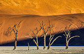 Dry beautiful trees on the background of the red dunes with a beautiful texture of sand. Sossusvlei. Namib-Naukluft National Park. Landscapes of Namibia. Africa.