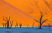 Arbres secs sur fond de dune. Sossusvlei. Parc national du Namib-Naukluft. Paysages de Namibie. Afrique
