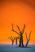 Acacia mort sur fond de dune de sable et bande de brouillard matinal. Un phénomène naturel très rare pour ces lieux. Deadvlei. Sossusvlei. Parc national du Namib-Naukluft. Paysages de Namibie. Afrique