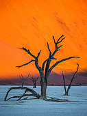 Arbre sec sur fond de dune. Sossusvlei. Parc national du Namib-Naukluft. Paysages de Namibie. Afrique