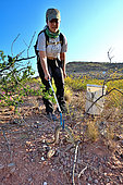 Ornate rattlesnake or Eastern black-tailed rattlesnake (Crotalus ornatus), capture, Indio mountain research station, Chihuahuan desert, Texas, USA.