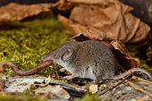 Greater white-toothed shrew (Crocidura russula) eating a worm, France