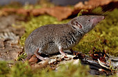Greater white-toothed shrew (Crocidura russula), France
