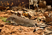 Greater white-toothed shrew (Crocidura russula) eating a grasshopper, France