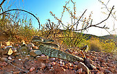 Ornate rattlesnake or Eastern black-tailed rattlesnake (Crotalus ornatus), Indio mountains, Texas, USA.