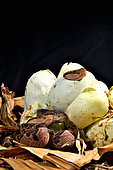 South American Bushmaster (Lachesis muta muta), Hatching, Brazil, Guiana.