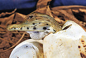 West African slender-snouted crocodile (Mecistops cataphractus) Hatching, W. Africa, Planète des crocodiles, France.