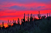 Sunset on Saguaros (Carnegiea gigantea), Catalina state park, Arizona, USA