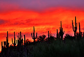 Sunset on Saguaros (Carnegiea gigantea), Catalina state park, Arizona, USA