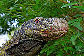Crocodile monitor, Papua monitor or Salvadori's monitor (Varanus salvadorii). South New Guinea