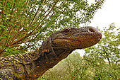 Crocodile monitor, Papua monitor or Salvadori's monitor (Varanus salvadorii). South New Guinea