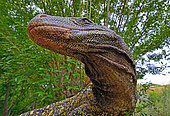 Crocodile monitor, Papua monitor or Salvadori's monitor (Varanus salvadorii). South New Guinea