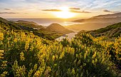 Sunset, Yellow Lupines (Lupinus luteus) on sand dunes, view of coast, Sandfly Bay, Dunedin, Otago Region, Otago Peninsula, Southland, New Zealand, Oceania