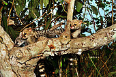 Common genet (Genetta genetta) juveniles on a branch, S.W Europe. N. Africa.Sub saharian Africa